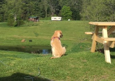 photo of dog on a leash in the campground