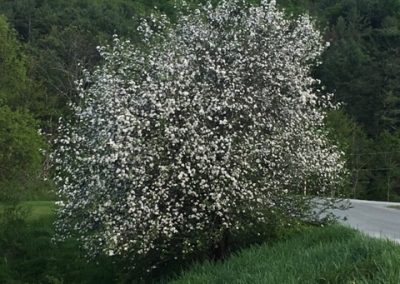photo of a beautiful tree with white flowers in bloom